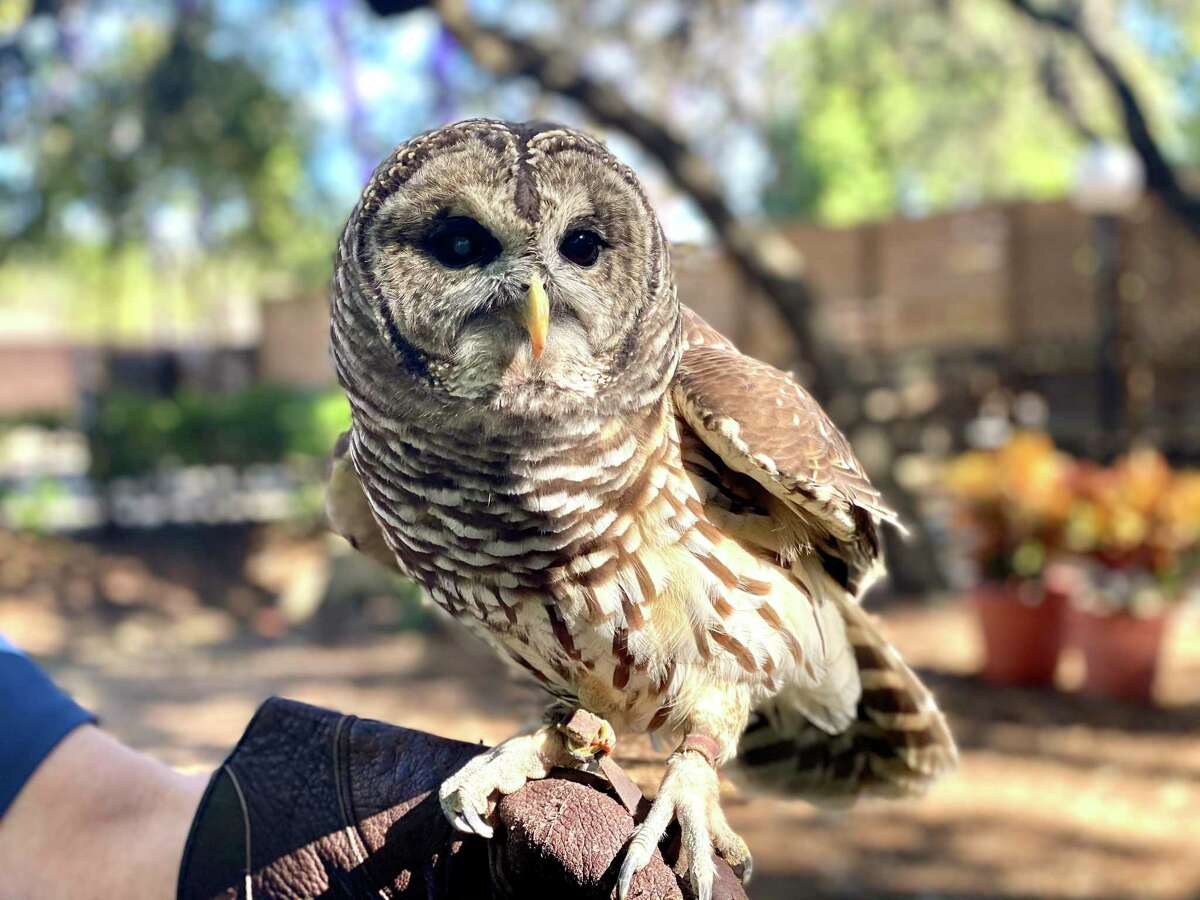 The barred owls common around San Antonio are a real hoot