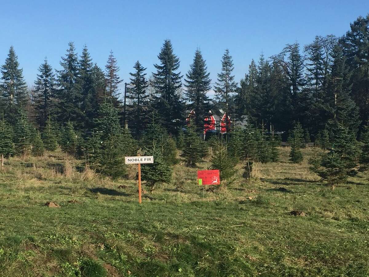 Ucut Christmas trees selling fast Here's where you can still get one