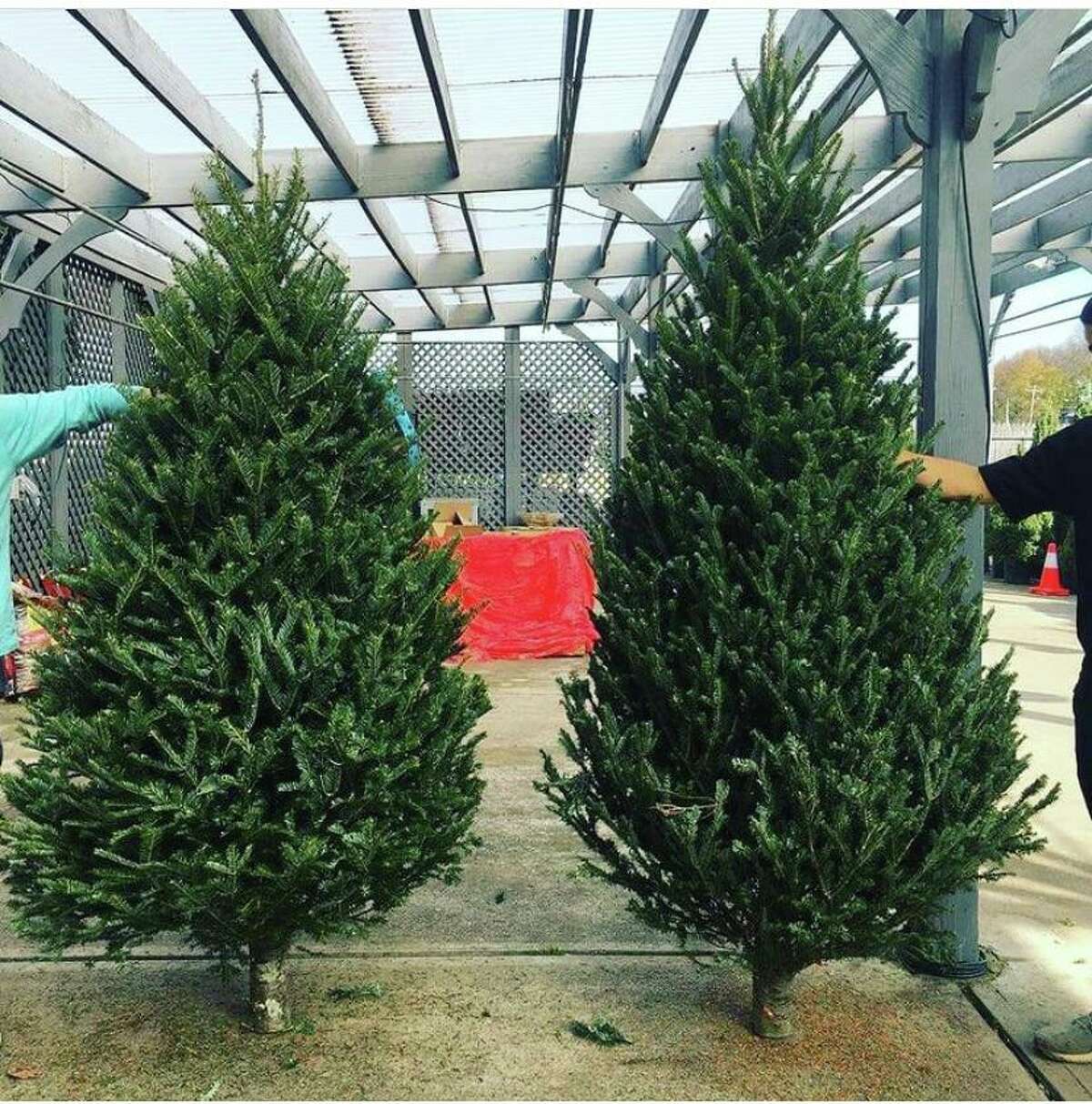 Ten percent of sales proceeds at Nielsen's Florist on Thursday will go to benefit Darien EMS Post 53. Also, Posties will help with Christmas tree sales on Thursday from 3 to 5 p.m. with 50 percent of cash tips to go to Post 53.