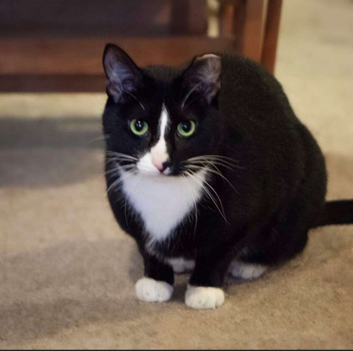 Hal is a cat who needs someone to bring out his wonderful, and loving personality. He is at the ROAR Donofrio Animal Shelter in Ridgefield, and can be met via an appointment by calling the shelter at (203) 438-0158.