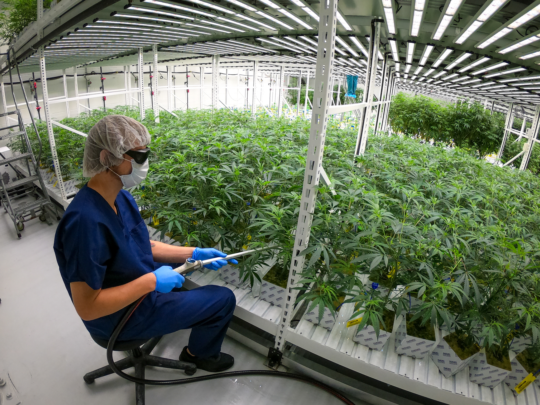 From Seed To Sale Marijuana Grow Facilities On The Rise