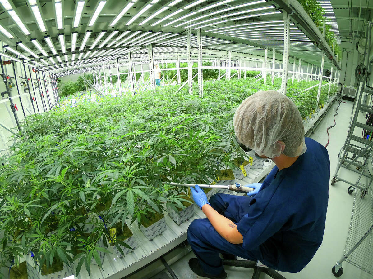 From seed to sale: Marijuana grow facilities on the rise