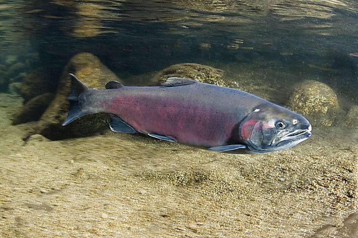 New research explains why salmon are dying in the Pacific Northwest
