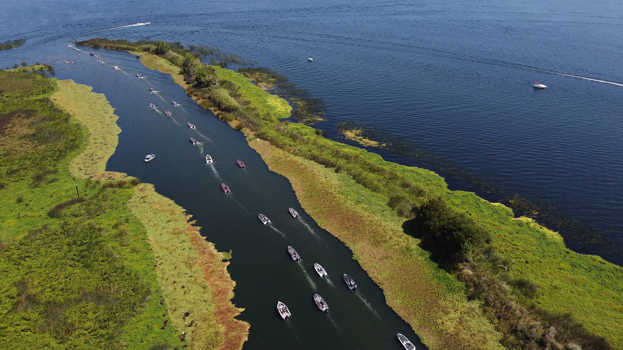 California's water wars have created a dilemma in the delta: fishing or fresh water? - Vimarsana News