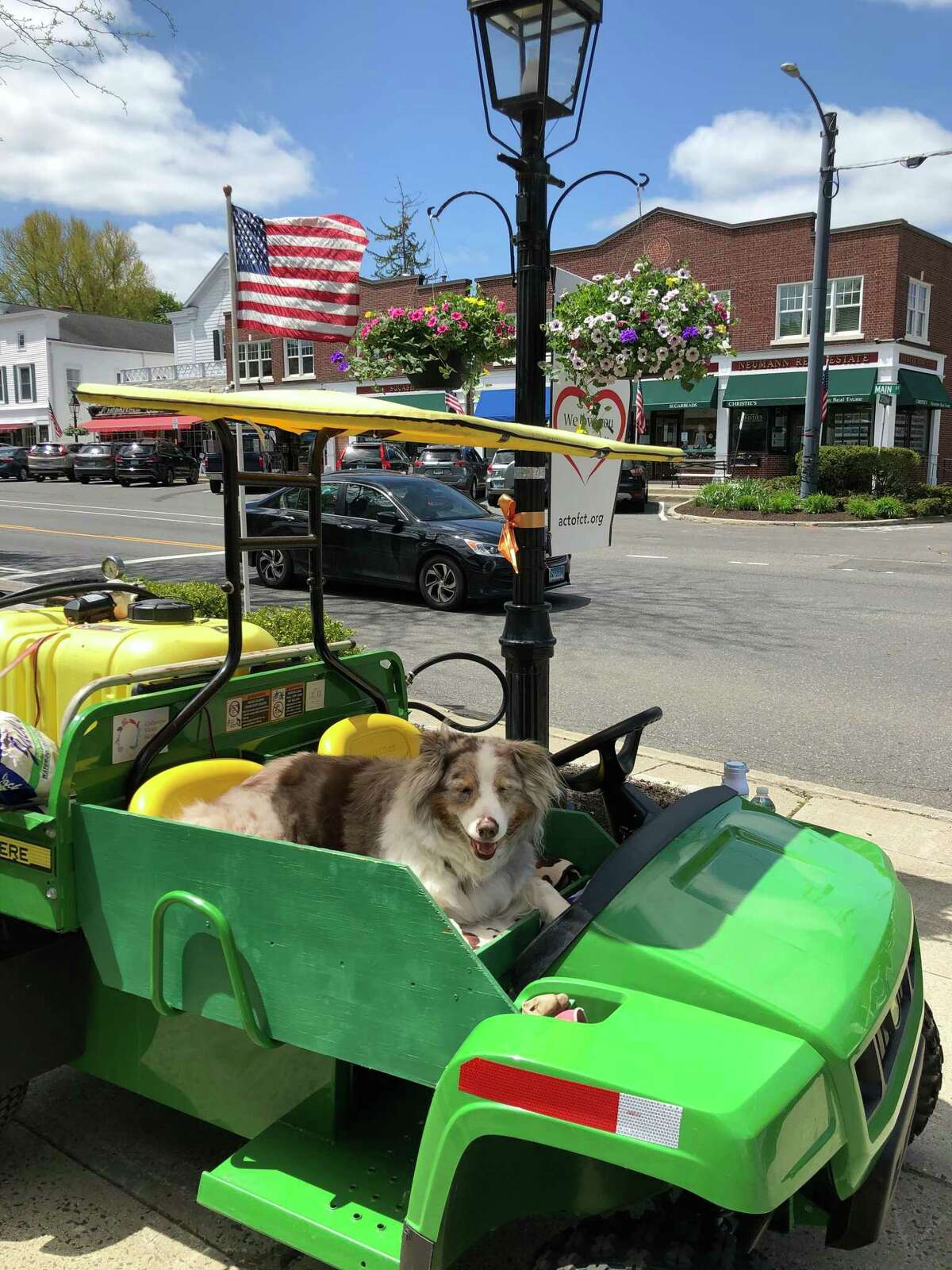 Biscuit, resting quietly in her favorite spot on the passenger seat of the Ridgefield flower lady's watering cart. “What an amazing run Biscuit had! She lived a long and fulfilling life — giving so much joy to all those that encountered her,” said Spencer Moore, whose years of employment watering the flower baskets hanging from lamposts in the village has earned her the title “the flower lady.” Biscuit, a brown and white Australian Shepherd of gentle and mellow and temperament, was Moore’s constant companion on her rounds the last nine years, sitting quietly on the modified golf cart that carried the flower lady’s watering rig. She died Nov. 13 at the age of 15.