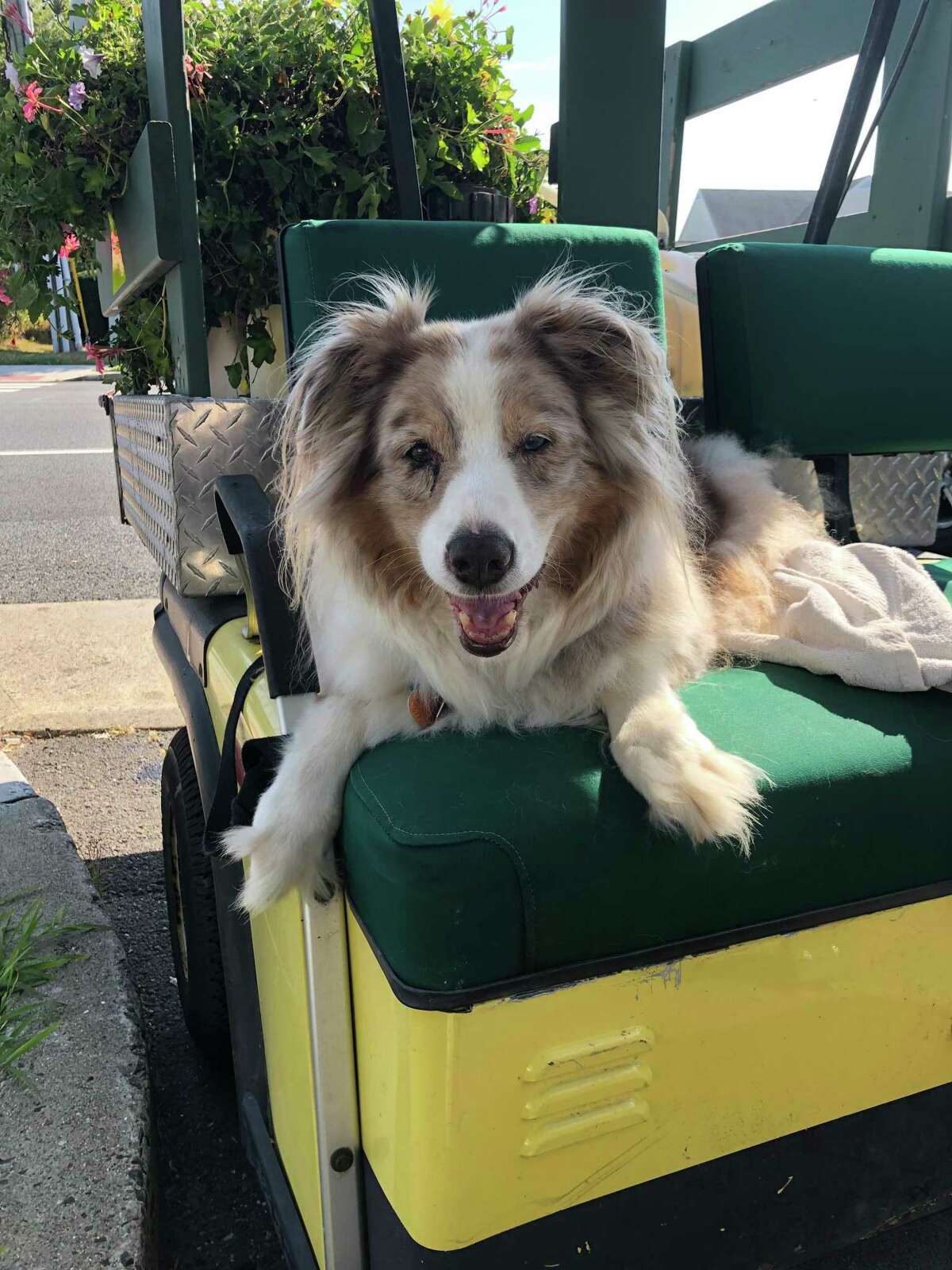 Biscuit, as always, waiting patiently. Moore said that her family has a puppy, a male Australian Shepherd named Bauer, with