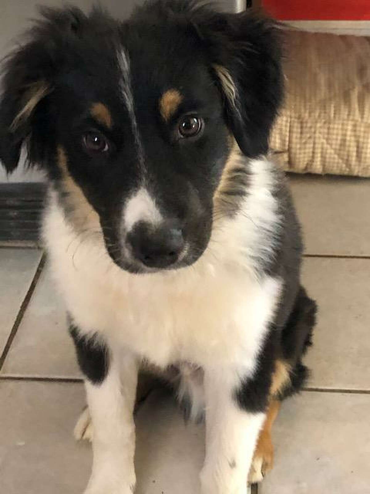 A new Australian Shepherd puppy, Bauer. She said Biscuit seemed to have inspired the other women and girls who now assist in the task to bring along their own canine companions on the watering rounds. “It is like a requirement: ‘lady and dog,’ ” she said. “I plan to sprinkle Biscuit's ashes on Main Street one day to honor and remember her.”