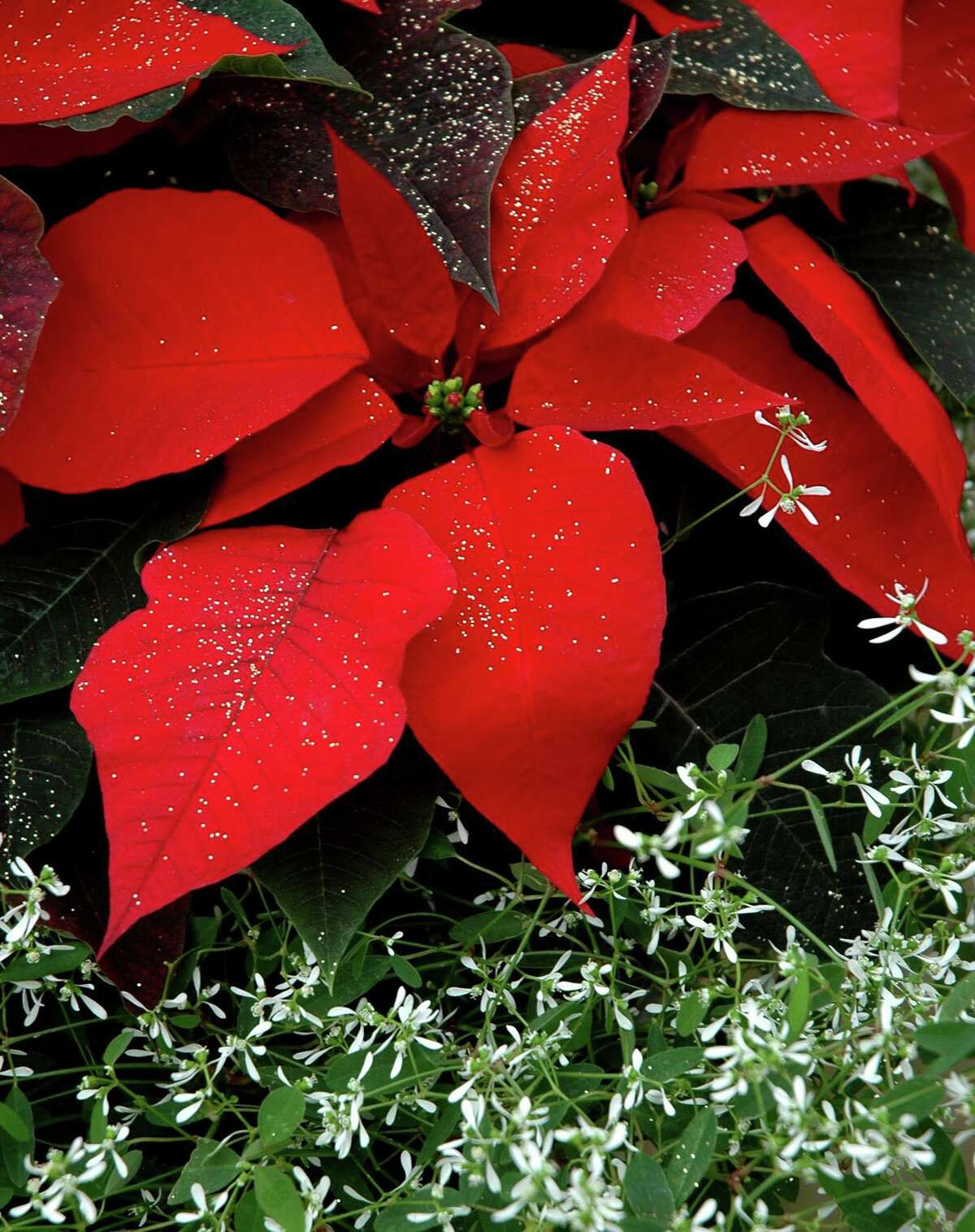 Frost your poinsettia for a Christmas tradition.