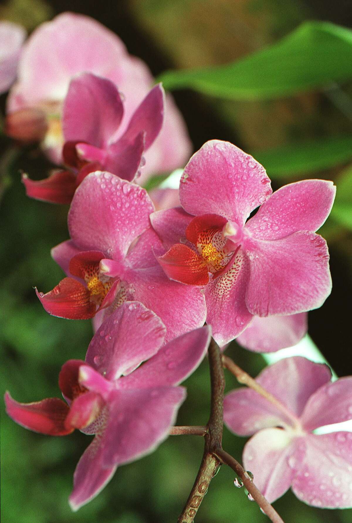 San Antonio Botanical Garden Hosts Orchid Weekend With Photo Ops