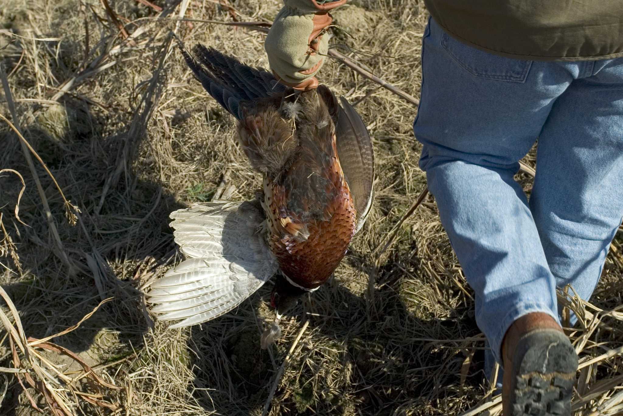 Texas pheasant numbers still down