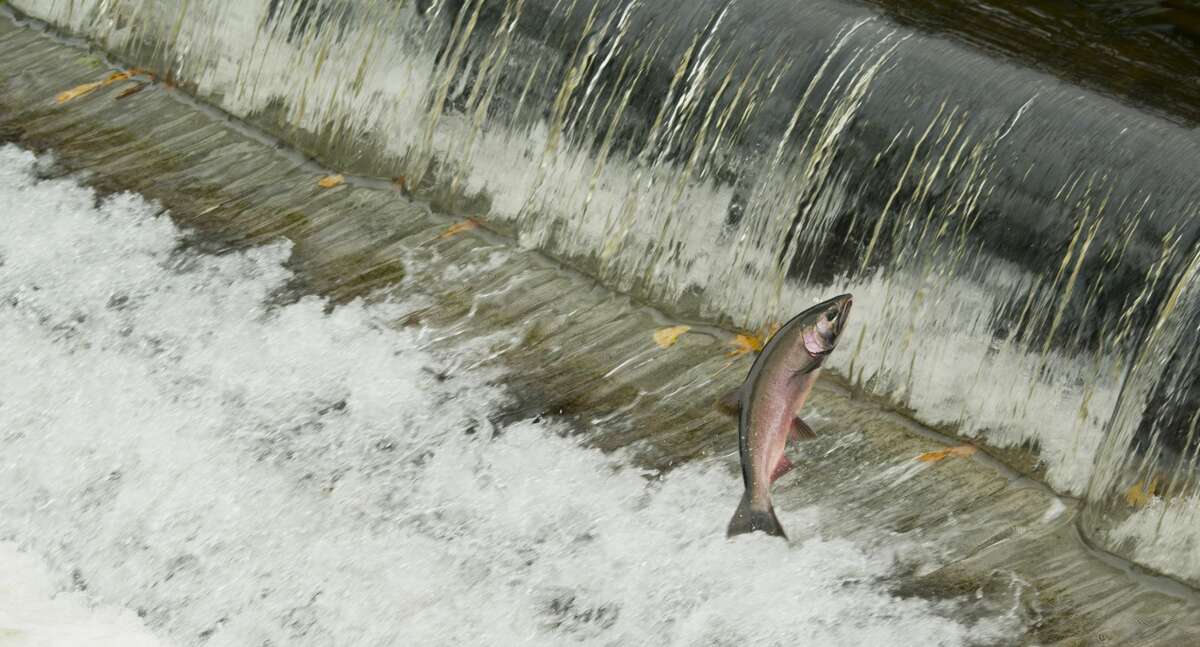 New research shows tirerelated chemical is killing coho salmon in