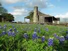 Bluebonnets bloom beside the Independence Log House at Old Baylor Park in Independence, Texas, outside Brenham.