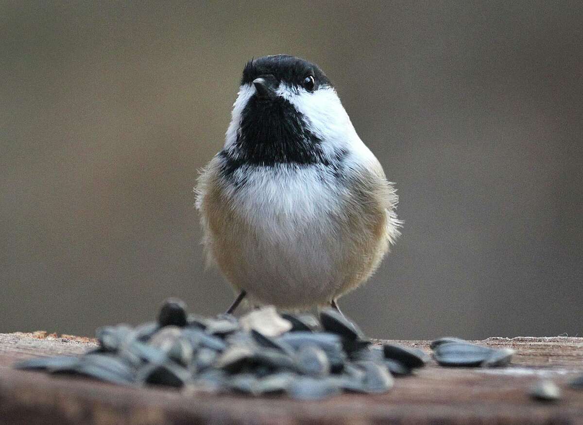 A Black-capped Chickadee visits a platform feeder in New England this fall.