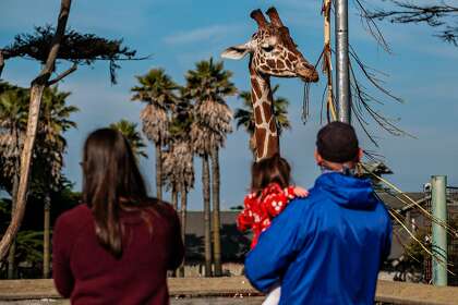 Visitors to the San Francisco Zoo watch the giraffes on Saturday.  The zoo will close Monday as San Francisco enters a second shelter in order.