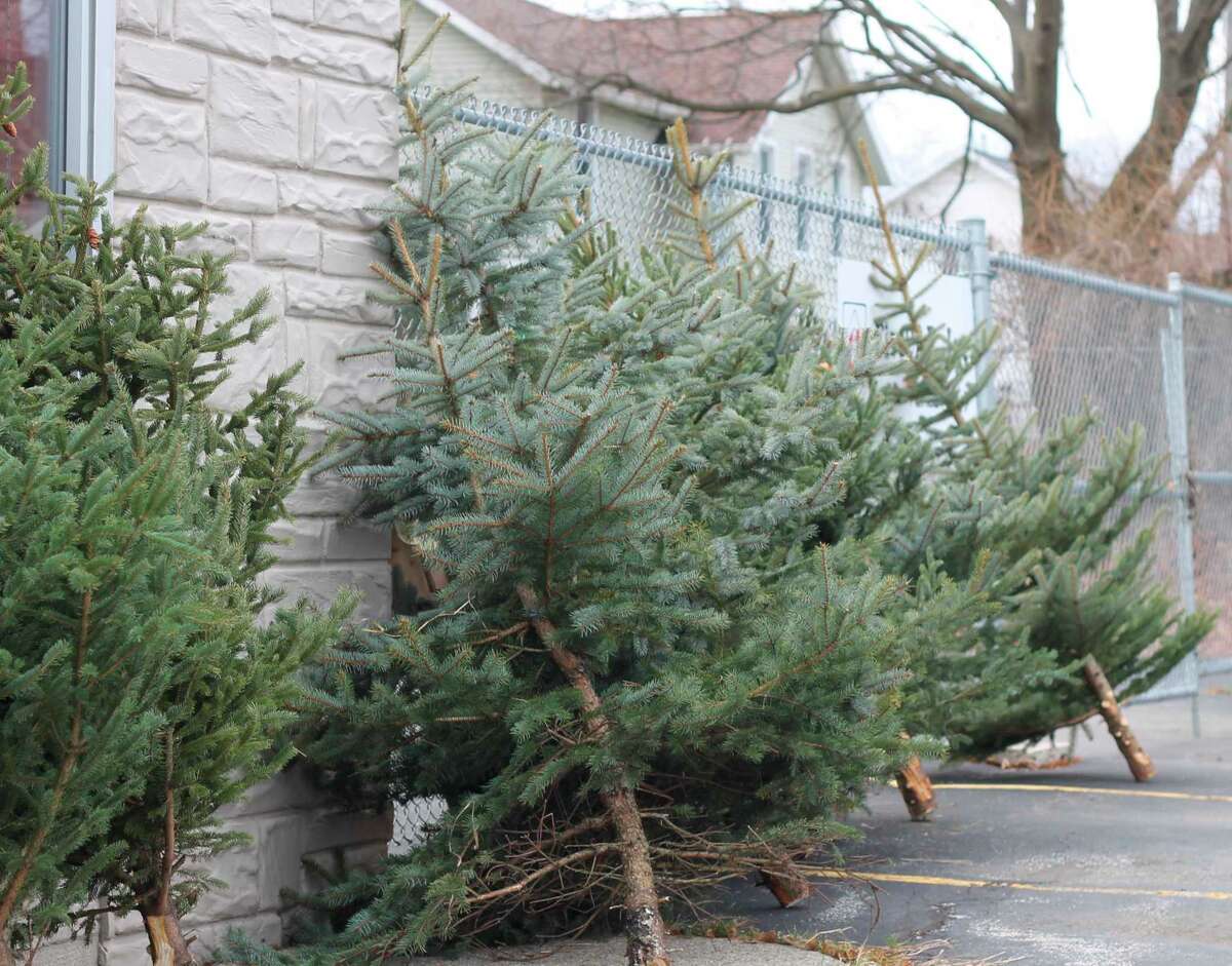 FiveCAP distributes Christmas trees to those in need