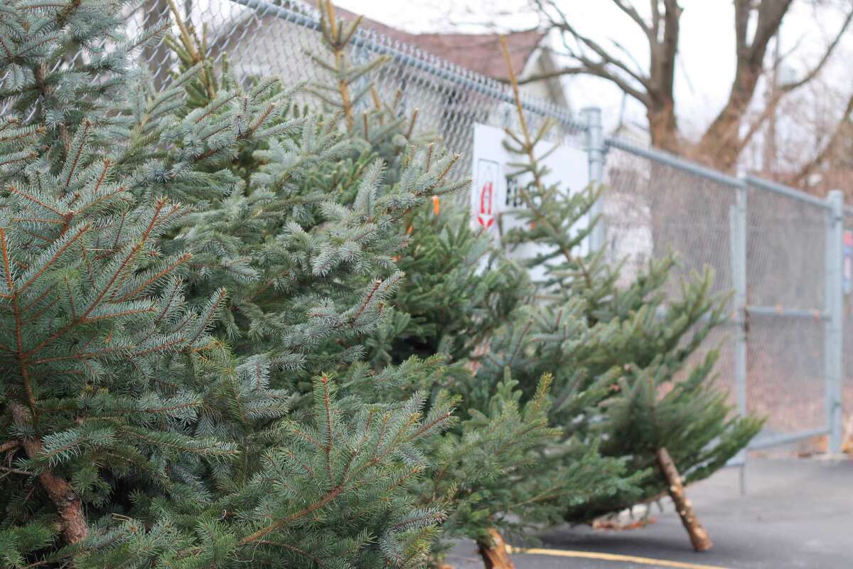 FiveCAP distributes Christmas trees to those in need