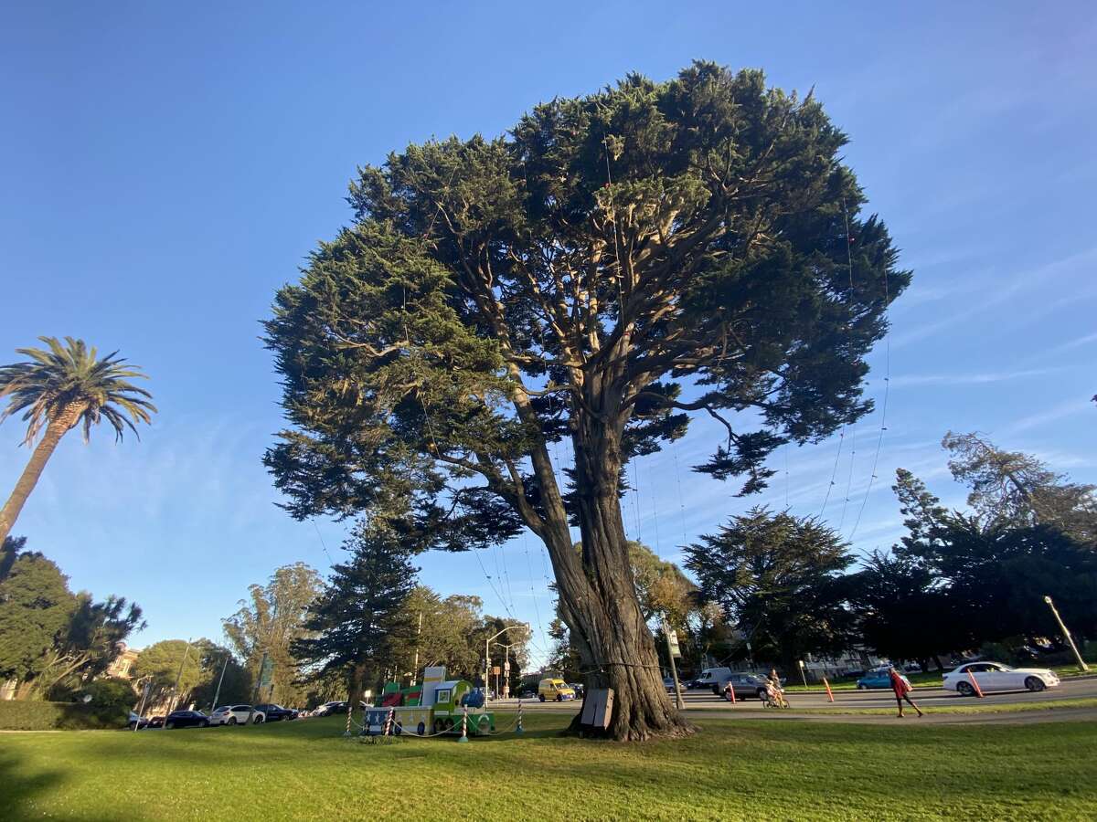San Francisco's official Christmas tree isn't where you