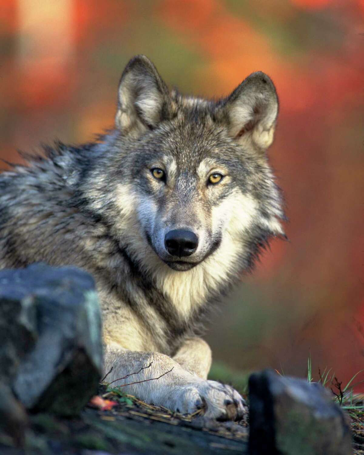 About 4,000 gray wolves are in Michigan, Wisconsin and Minnesota. (Photo/Gary Kramer, U.S. Fish & Wildlife Service)