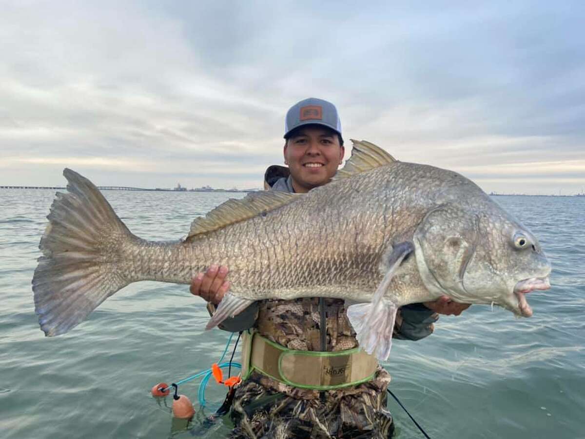 On Saturday, a Corpus Christi-area angler caught and released a "massive" estimated 40-pound black drum while fishing at Nueces Bay.