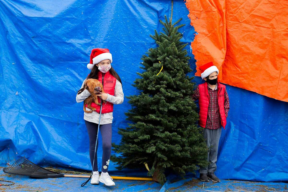 Giovanna Venegas, left, and her brother Dante Venegas, right, choose a Christmas tree to purchase with their parents on December 5, 2020 in San Francisco, CA.