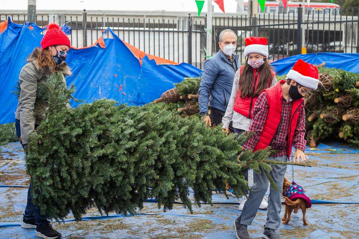 The Venegas Family chooses a Christmas tree to purchase at the Christmas Tree Jamboree on December 5, 2020 in San Francisco, CA.