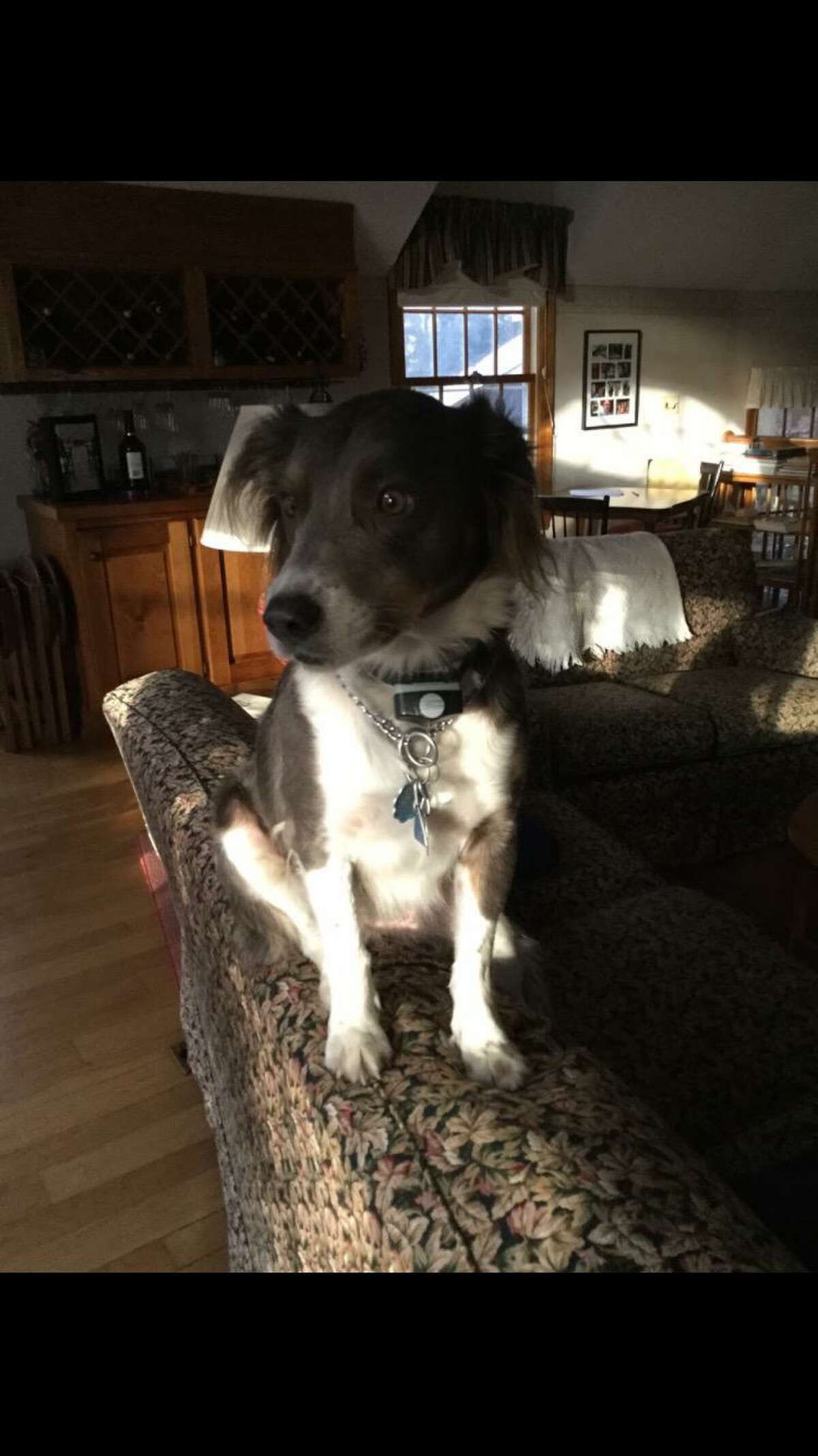 A 25-pound Australian shepherd mix named Everett has gone missing in the vicinity of Deer Run Road and Spectacle Lane. If anyone sees him, they are asked to call his family.
