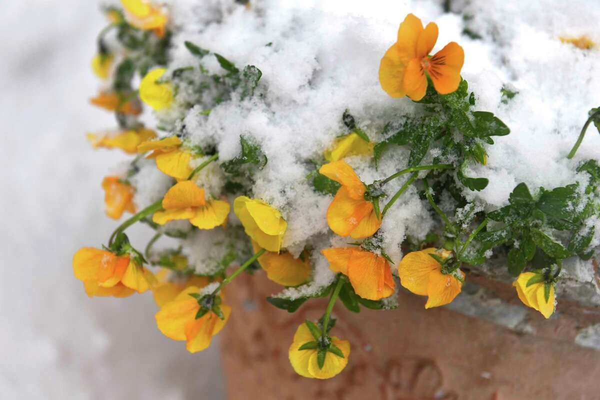 Potted pansies wilt under a blanket of snow March 14, 2017, in Frederick, Maryland. (Photo by Katherine Frey/The Washington Post via Getty Images)