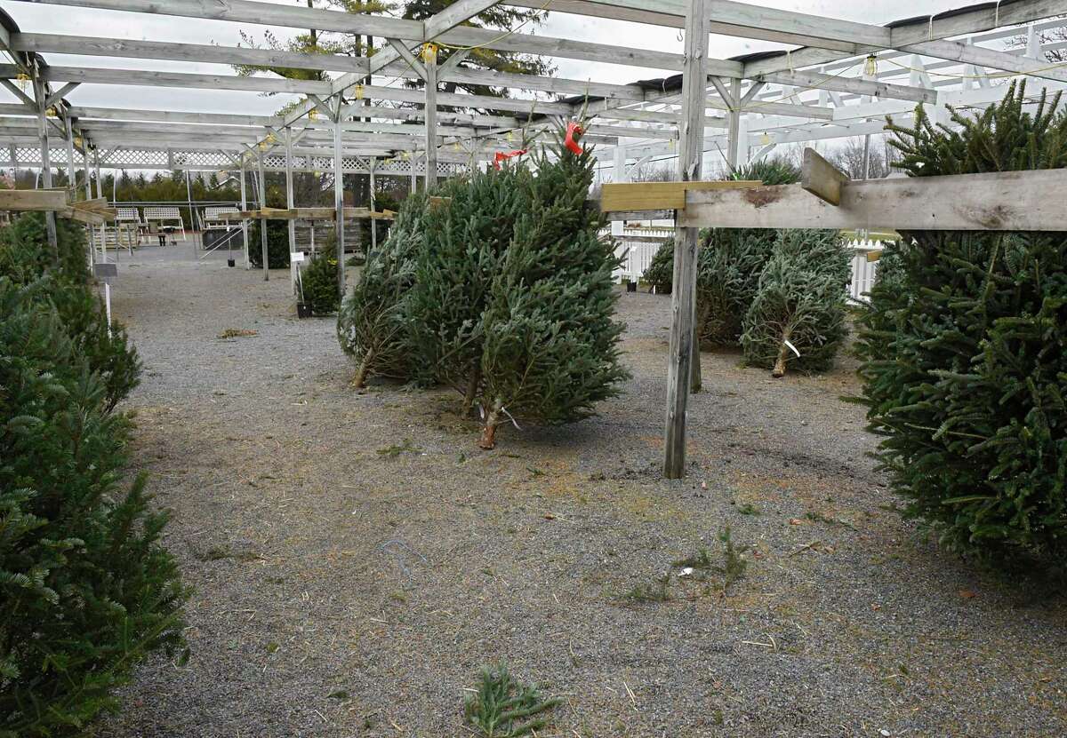 Faddegon's Nursery has already sold hundreds of Christmas Trees Tuesday, Dec. 8, 2020 in Latham, N.Y. (Lori Van Buren/Times Union)