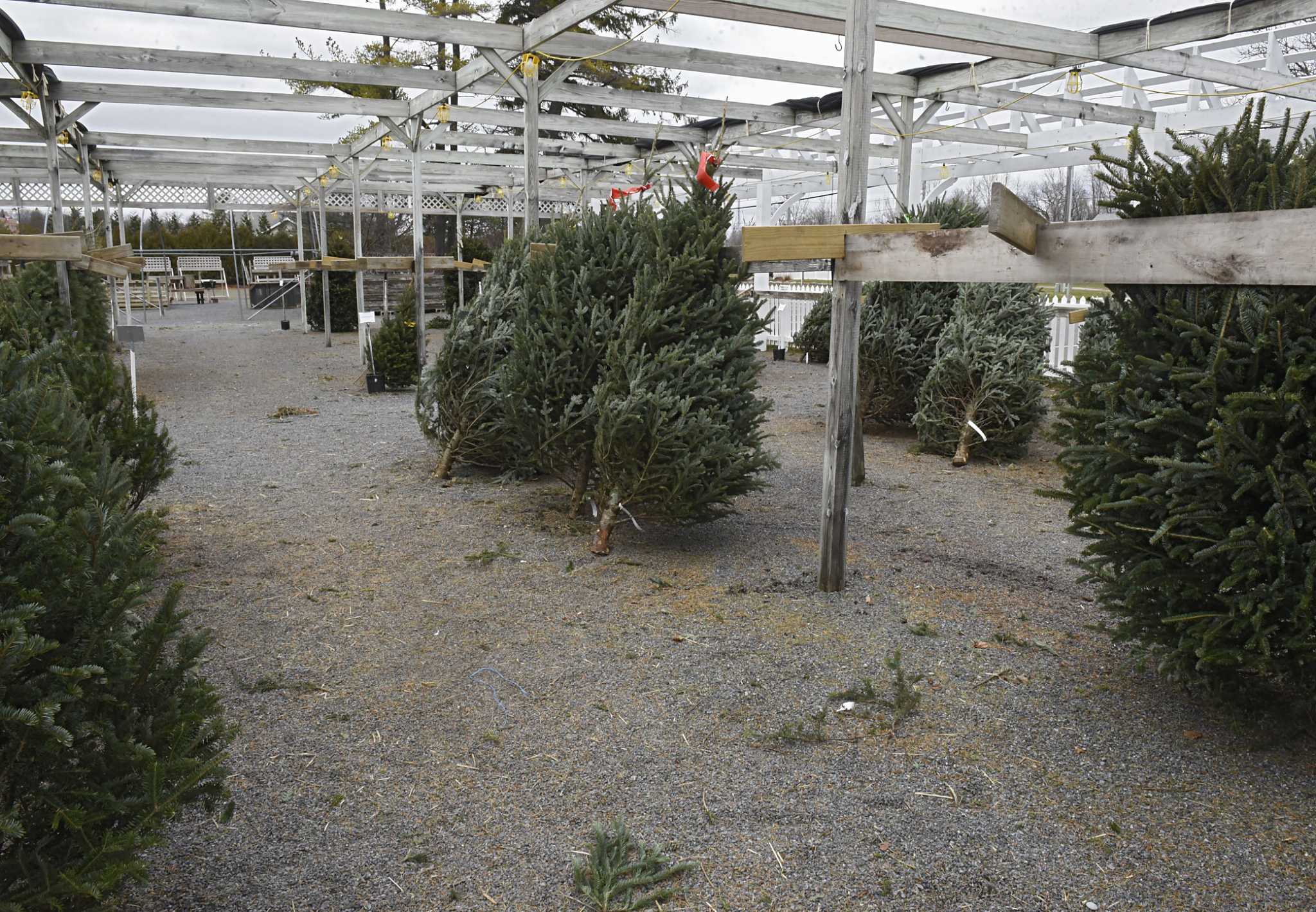 Christmas trees made an early debut