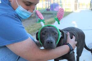 Dog peppered with shotgun pellets hopes to find home for the holidays