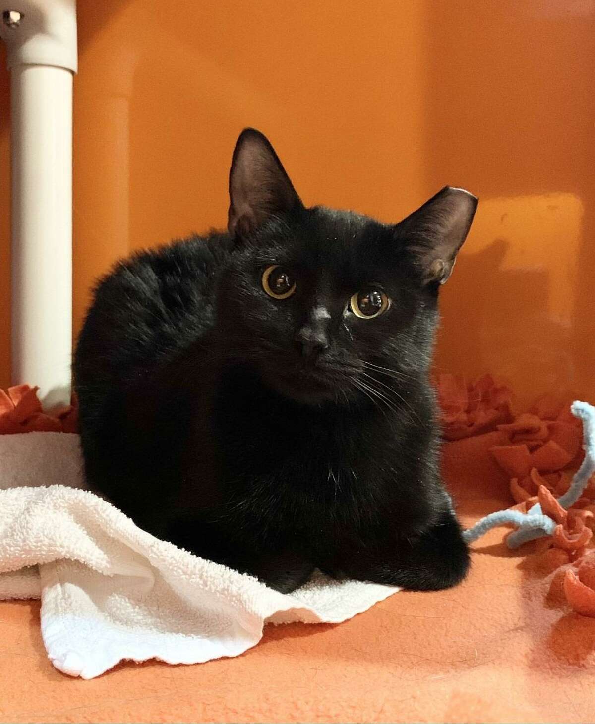 Tilly is a cat who needs a special person who will step in and guide her along to be a happy and confident little cat, and develop a strong kitten and human connection. She is at the ROAR Donofrio Animal Shelter in Ridgefield, and can be met via an appointment by calling the shelter at (203) 438-0158.