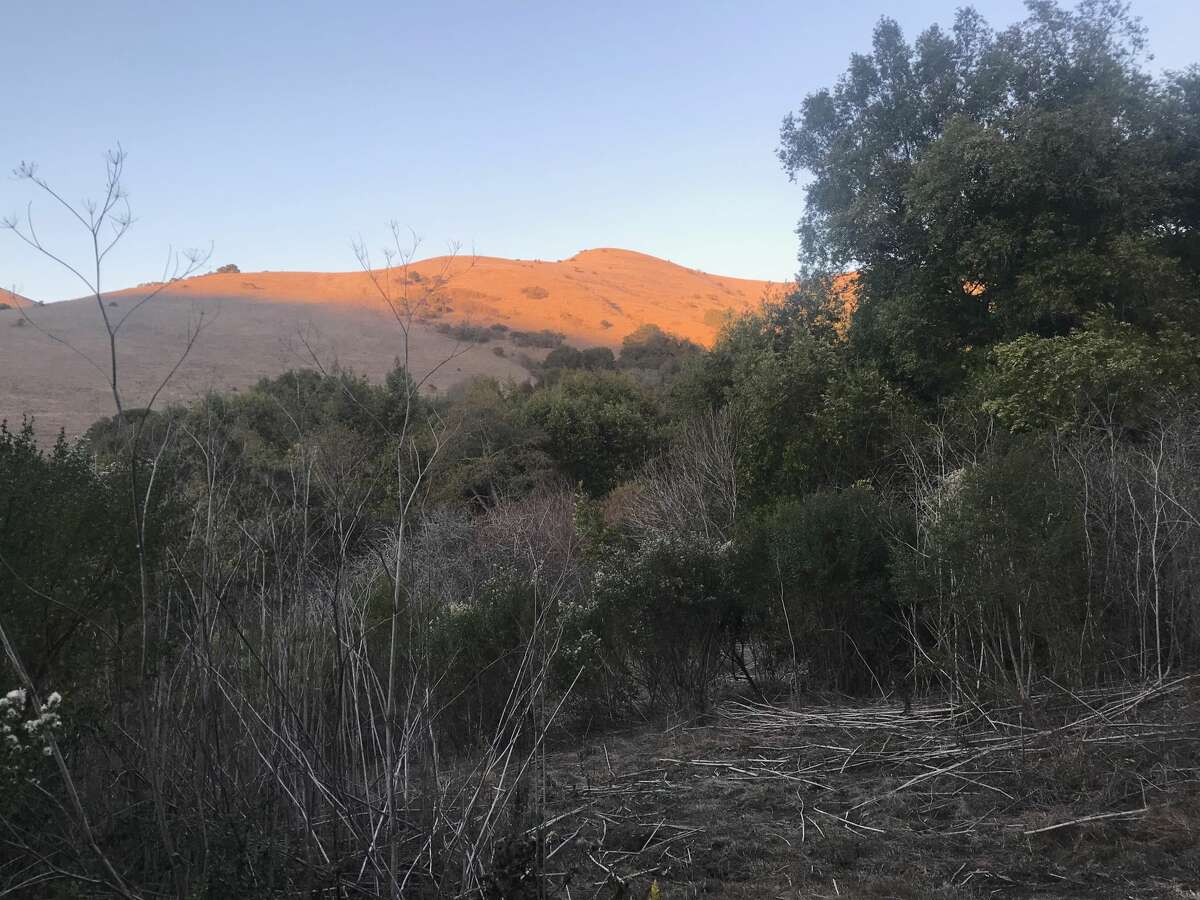 A beautiful hike on the Rifle Range Road Trail in Wildcat Canyon in Richmond, Calif.