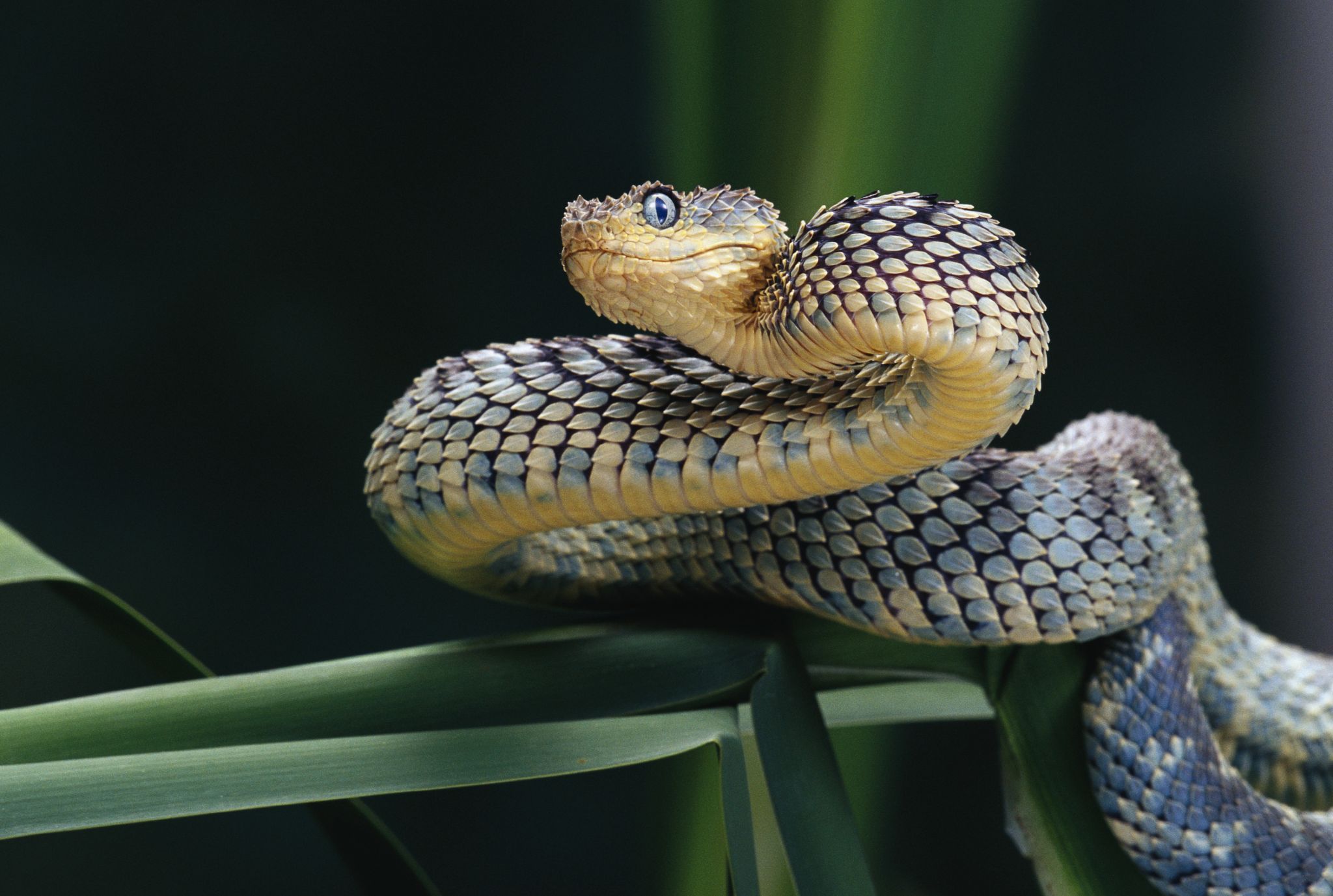 10 exotic reptiles for sale at the expo this weekend in McQueeney