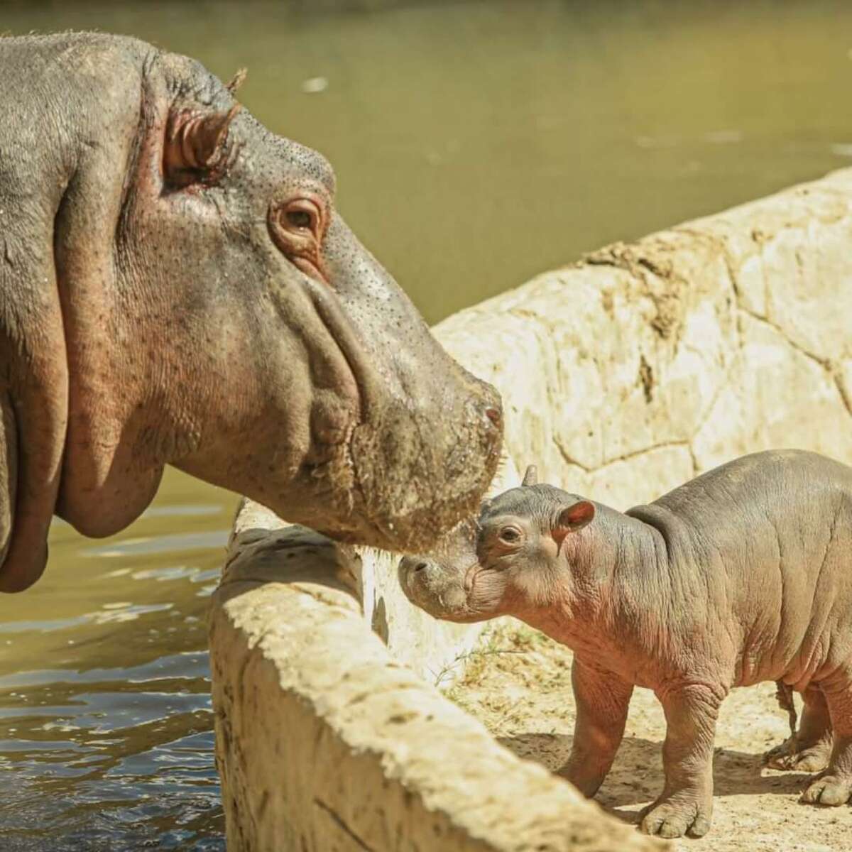 Una cría de hipopótamo nació en el Zológico de Nuevo Laredo, México, el pasado 17 de noviembre.