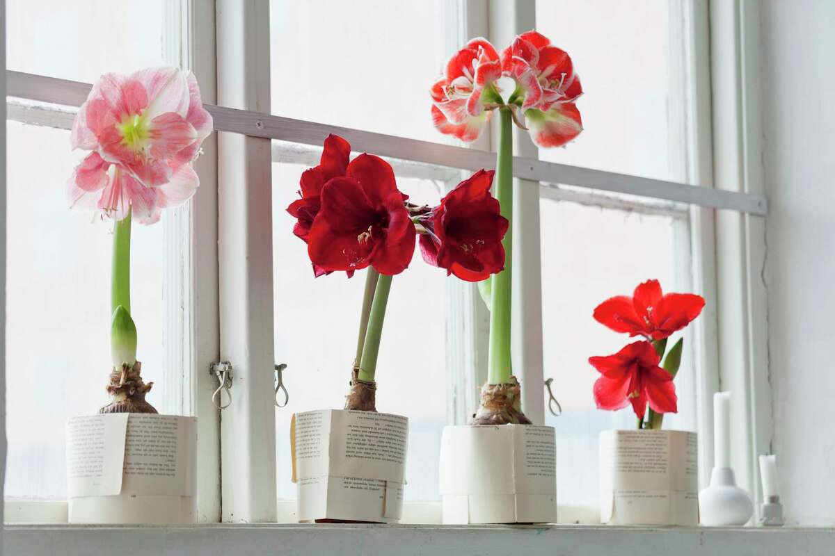 St. Joseph lilies (also known as “hardy amaryllis”) and the amaryllis we get at Christmas (pictured) each require different care to ensure they bloom again.