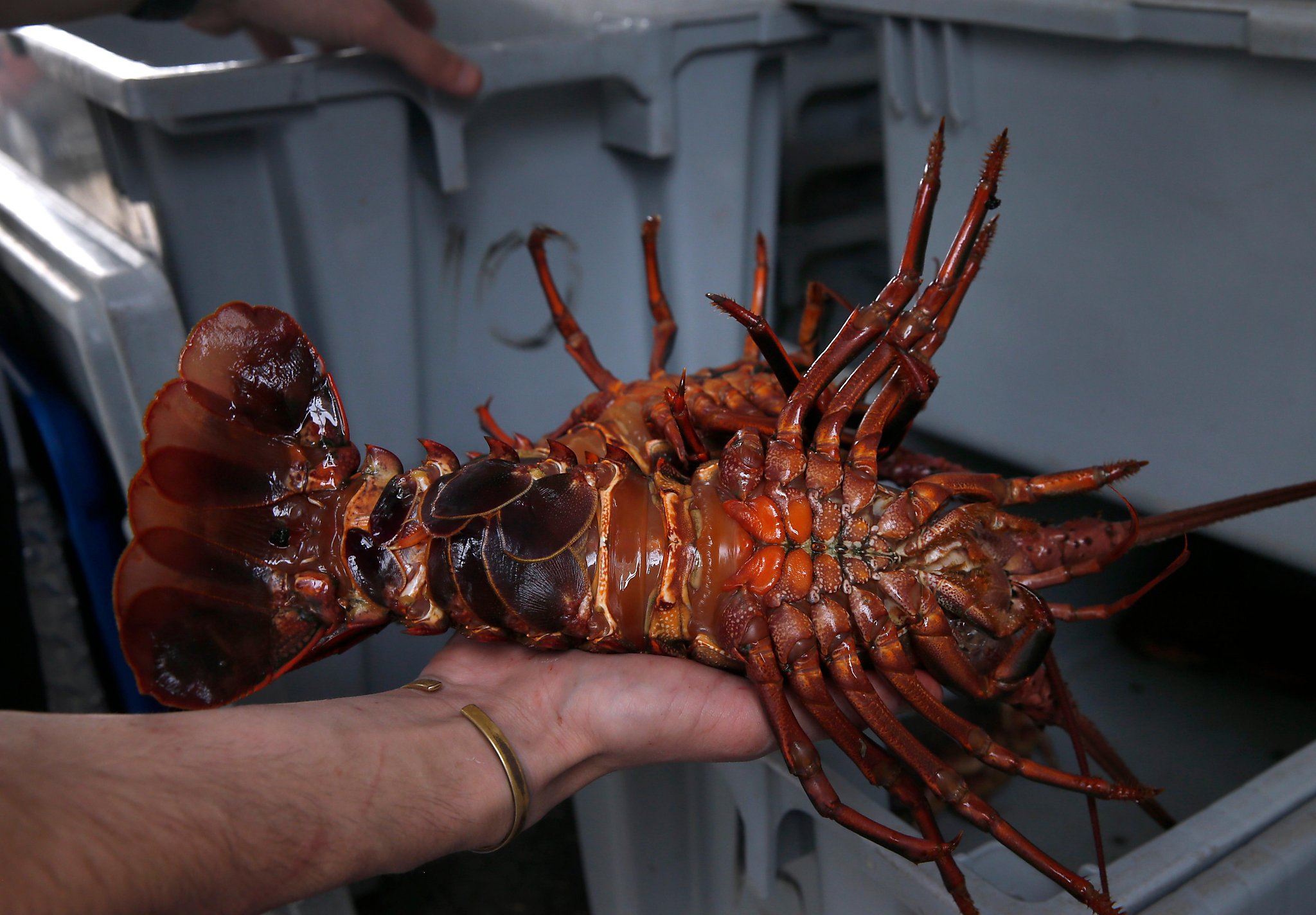 Some of California's hardest-to-find seafood is arriving in the Bay Area. Here's how to get it - Vimarsana News