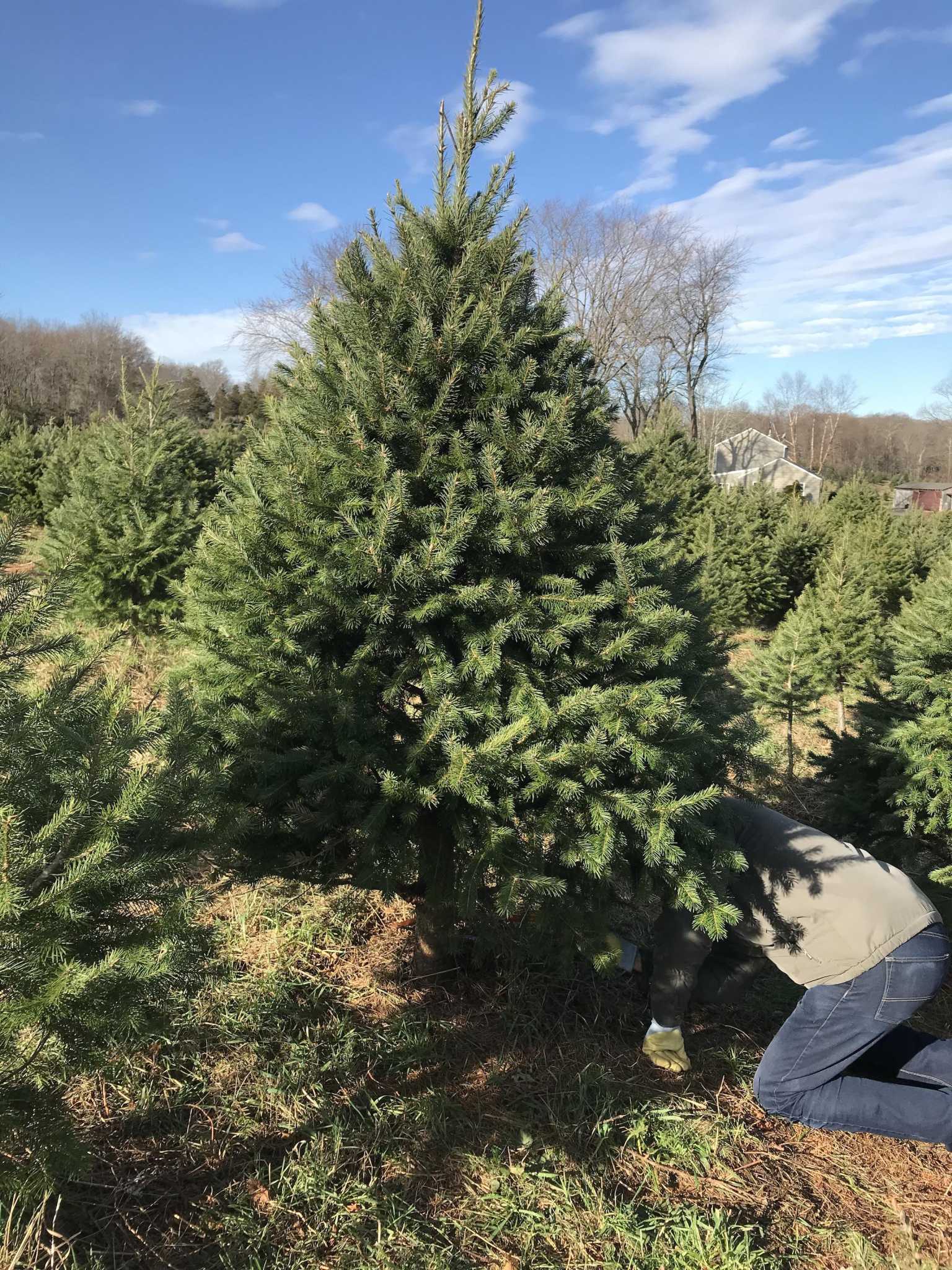 Tree farms note speedy rush in sales as folks decorate early to combat 'pandemic blues' - Vimarsana News