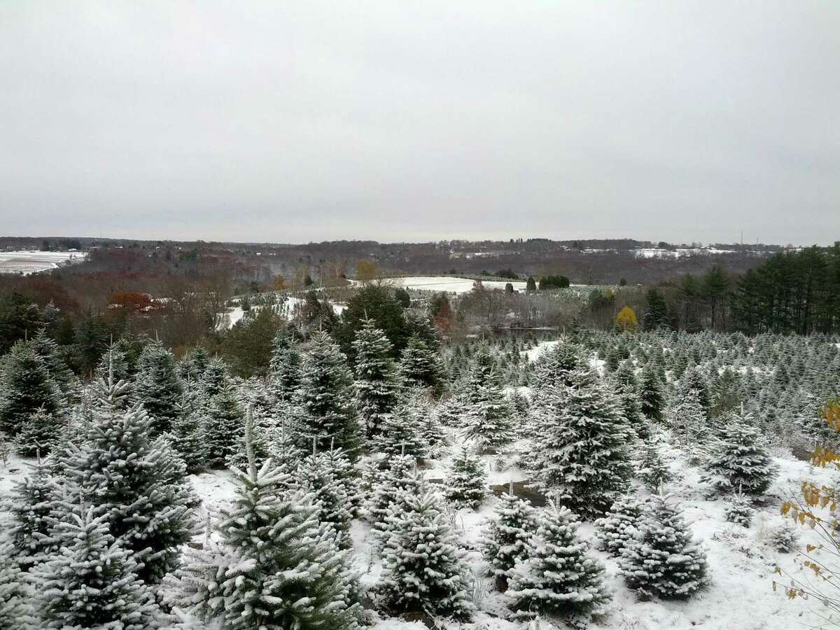 Tom Harbinson, facilities and hospitality manager, Jones Family Farm and Winery, said the quietest time to visit the tree farm is on weekday mornings.