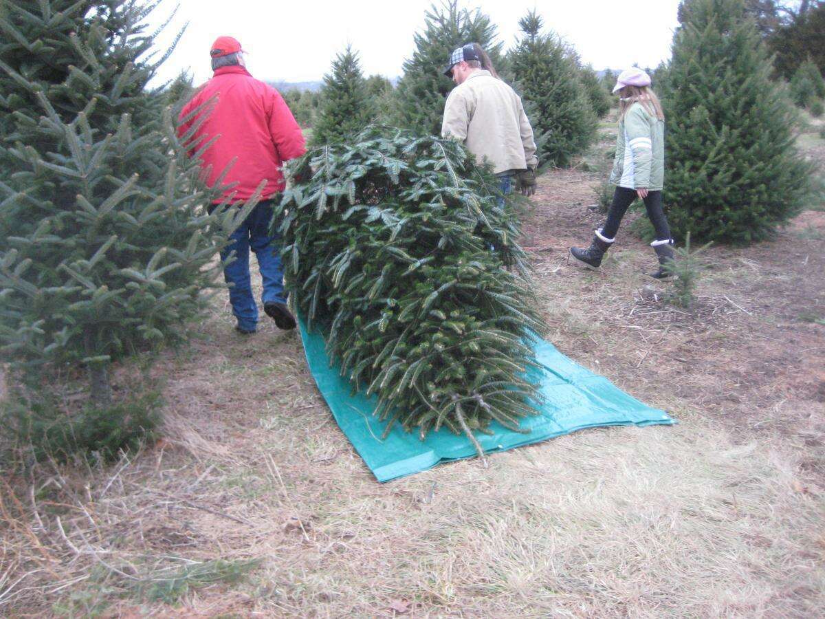 Tom Harbinson, facilities and hospitality manager, Jones Family Farm and Winery, said the quietest time to visit the tree farm is on weekday mornings.
