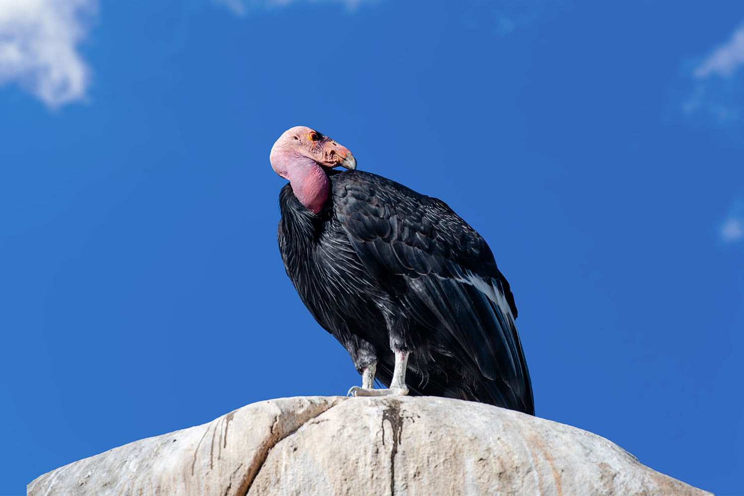 Condors Rdo First flock of California condors in 100 years spotted in Bay Area county
