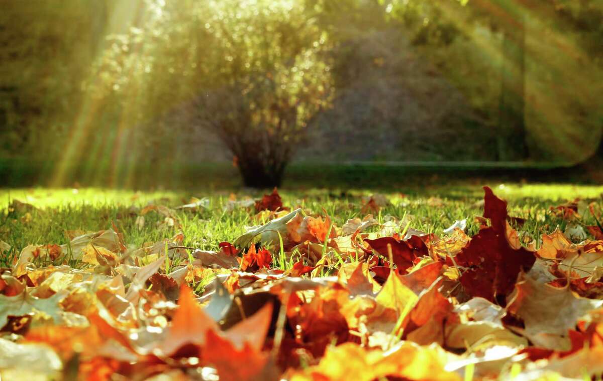 Don’t leave leaves on your grass all winter. It an lead to fungus and can kill grass fro too much shade.