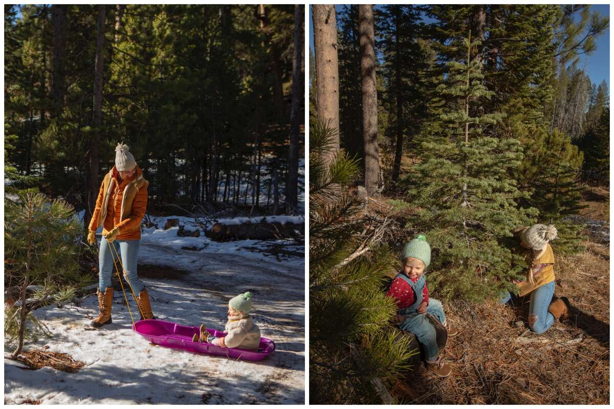 A family searches for a Christmas tree.