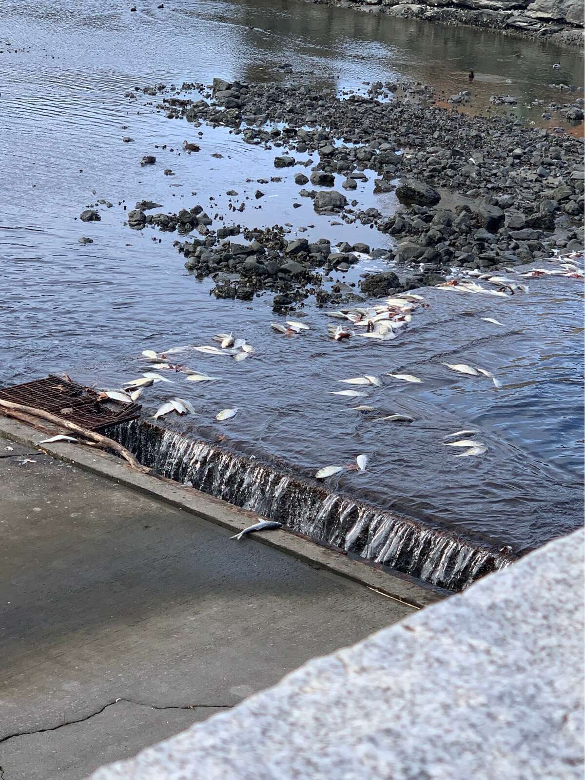 A Darien resident recently shared this photo of dead fish, which specialists identify as bunker, near the Ring's End Bridge.