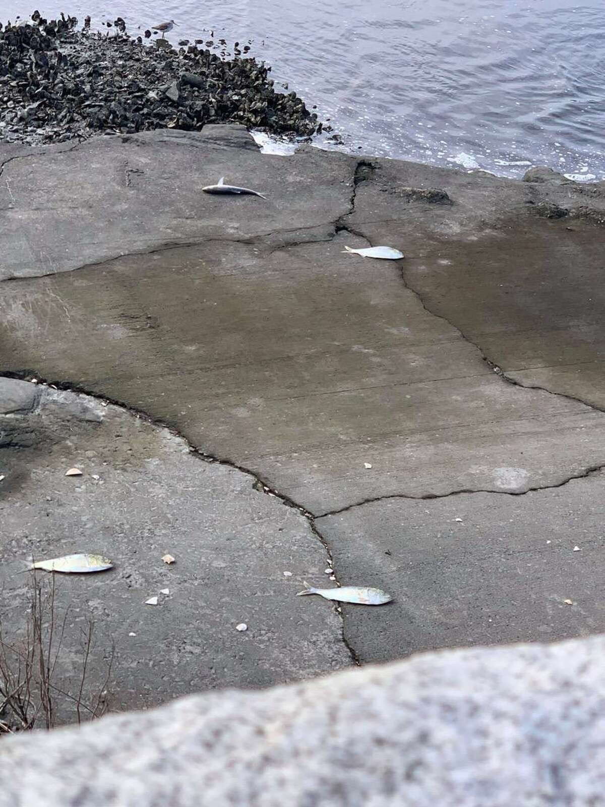 Dead fish are washing ashore in Darien and surrounding area.