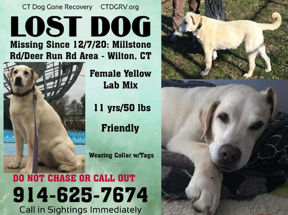 This is one of the posters Brandi Solomon has placed around town in the hopes someone can help her find her dog, Lexi, who went missing on Dec. 7, 2020.