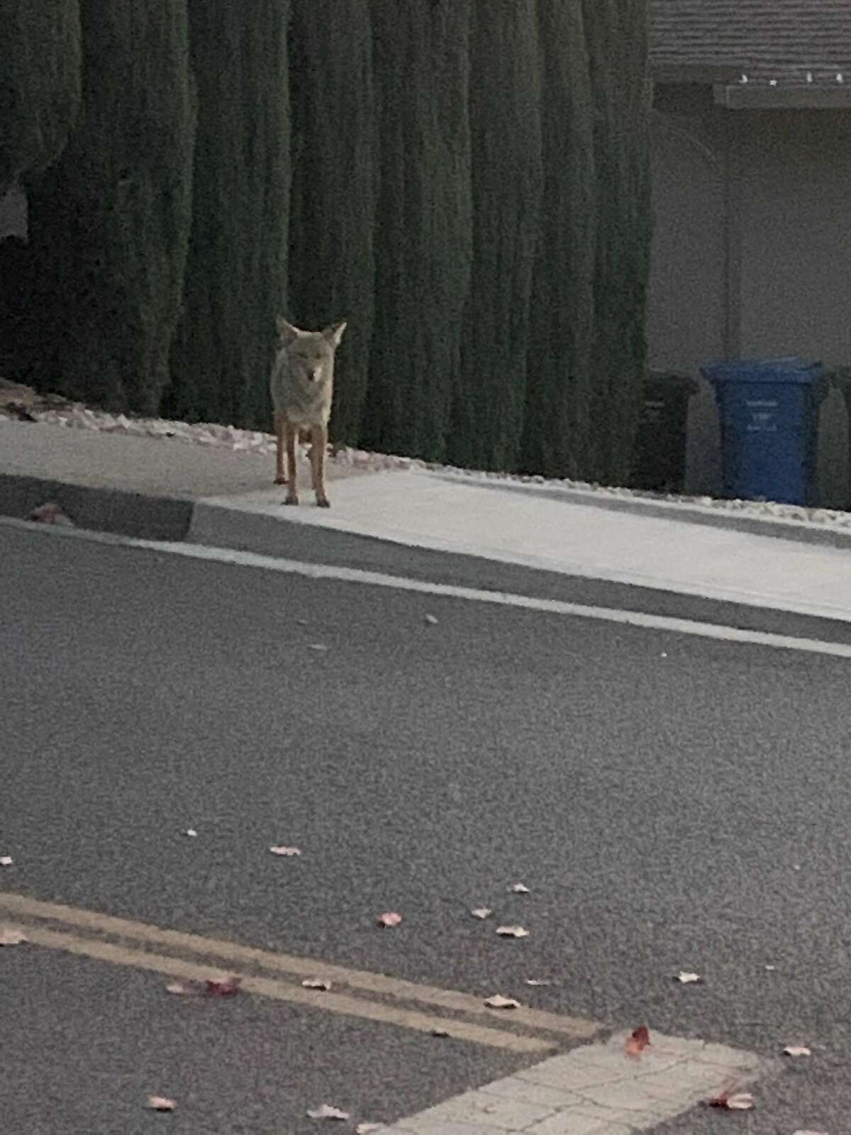 About 15 minutes after the Campolindo High attack, a neighbor said she was stalked by a coyote as she walked up Campolindo Drive nearby the school.