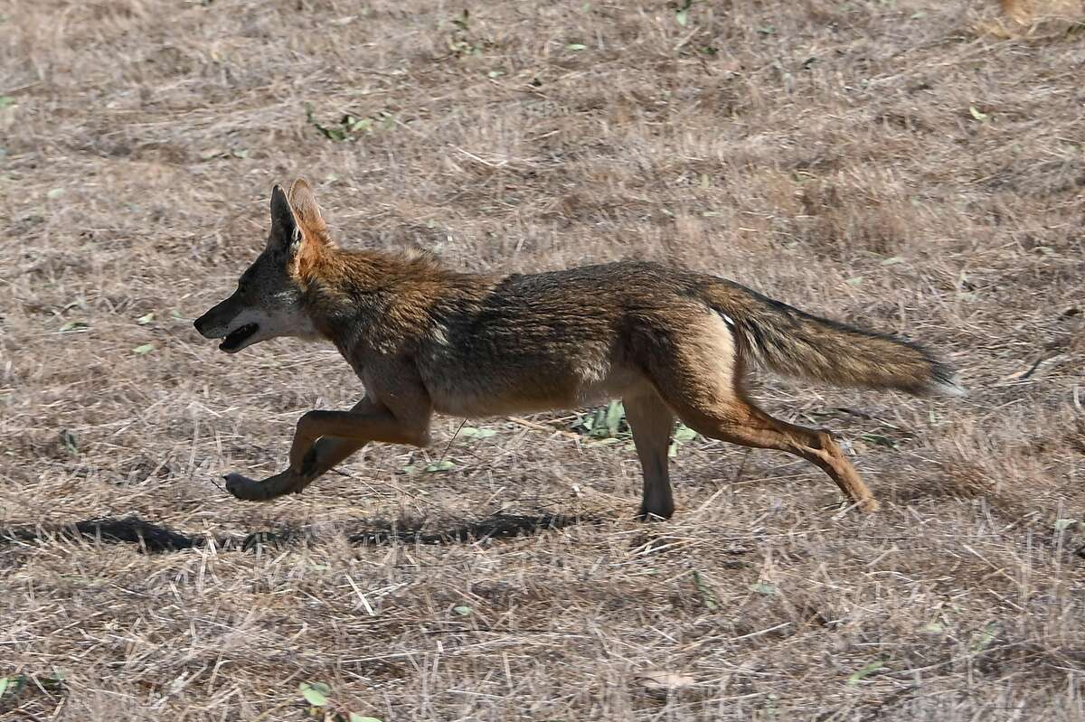 A coyote runs out of a burning hillside into a residential area in Chino (San Bernardino County) in October. A different coyote, in Moraga, has been linked to two attacks on people in recent months.