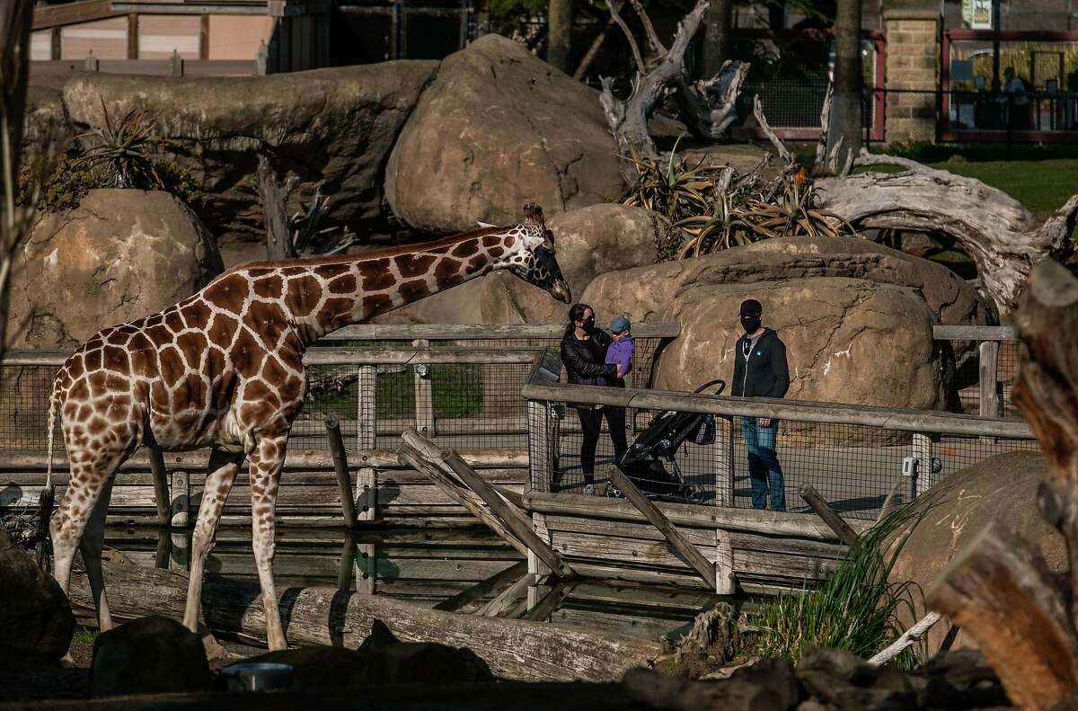 Visitors to the San Francisco Zoo look at the giraffes on Saturday, December 5, 2020. The Zoo closed on Sunday, Dec. 6, under San Francisco’s latest shelter-in-place order.