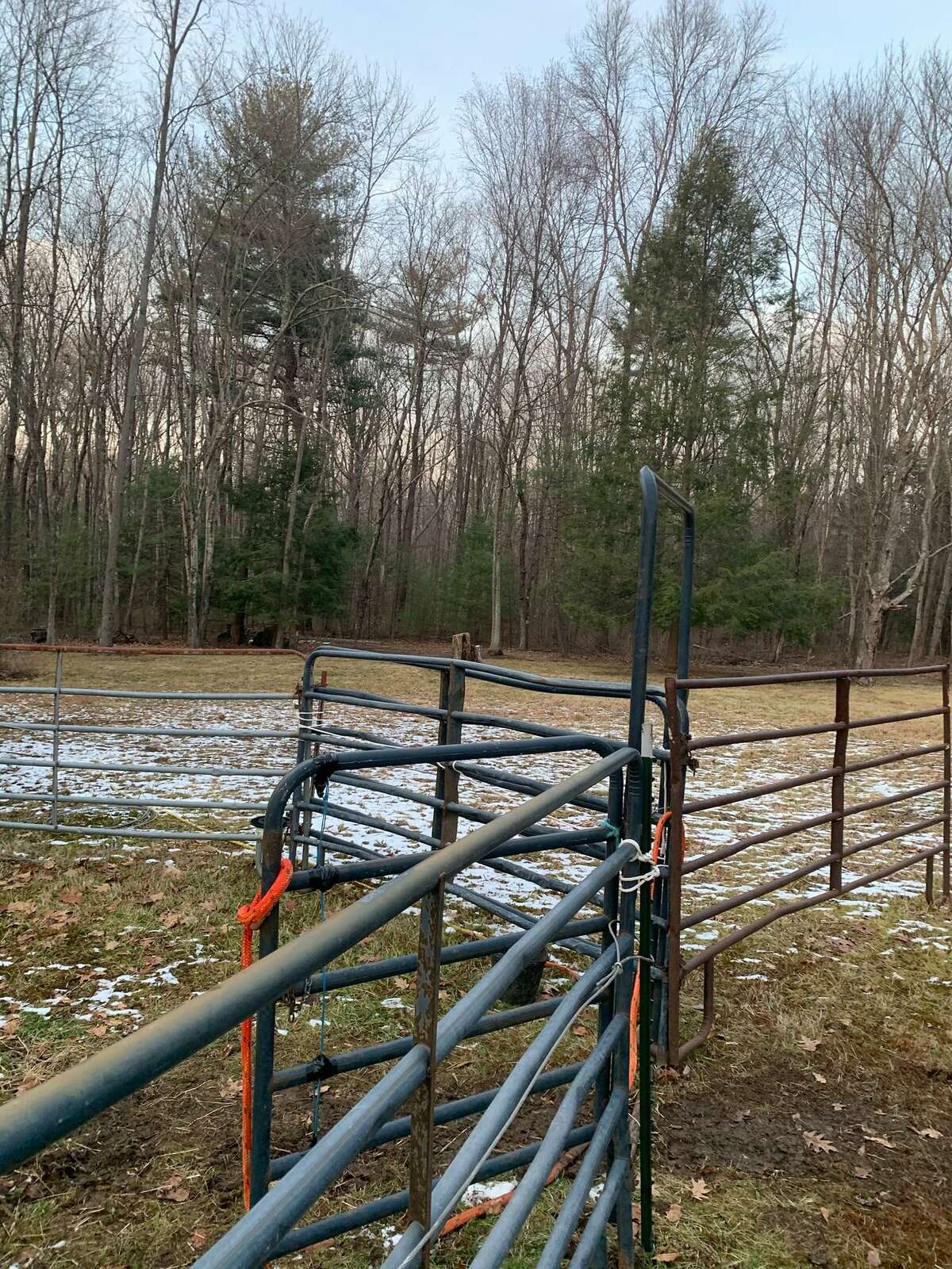 Police in Plymouth, Conn., have redesigned the fencing around the pen intended to help trap Buddy the beefalo.