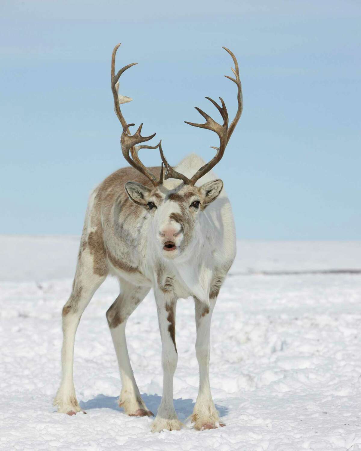 Santa’s reindeer have a lot of nonmagical relatives, but they’re special, too